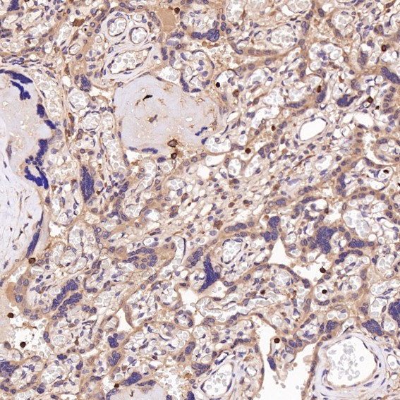 2 - Anti-CD45 PTPRC Rabbit Monoclonal Antibody ABO13351