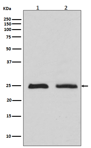 1 - Anti-Rab4 RAB4A Rabbit Monoclonal Antibody ABO13352