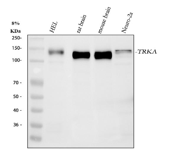 1 - Anti-TrkA NTRK1 Rabbit Monoclonal Antibody ABO13355