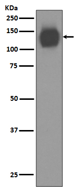 1 - Anti-CD31 PECAM1 Rabbit Monoclonal Antibody ABO13356