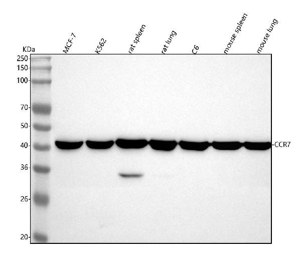 1 - Anti-CCR7 Rabbit Monoclonal Antibody ABO13357