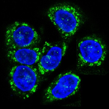 3 - Anti-CCR7 Rabbit Monoclonal Antibody ABO13357