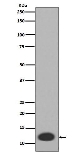 1 - Anti-MRP8 S100A8 Rabbit Monoclonal Antibody ABO13359