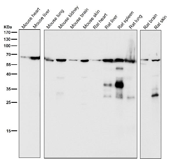 1 - Anti-SHP1 PTPN6 Rabbit Monoclonal Antibody ABO13362