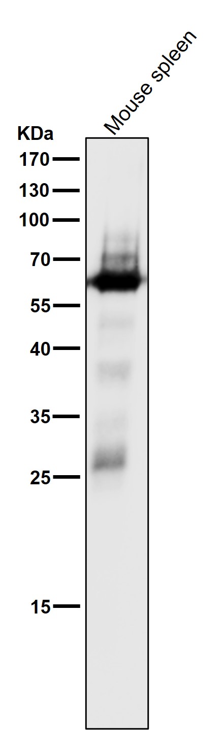 1 - Anti-SHP1 PTPN6 Rabbit Monoclonal Antibody ABO13362