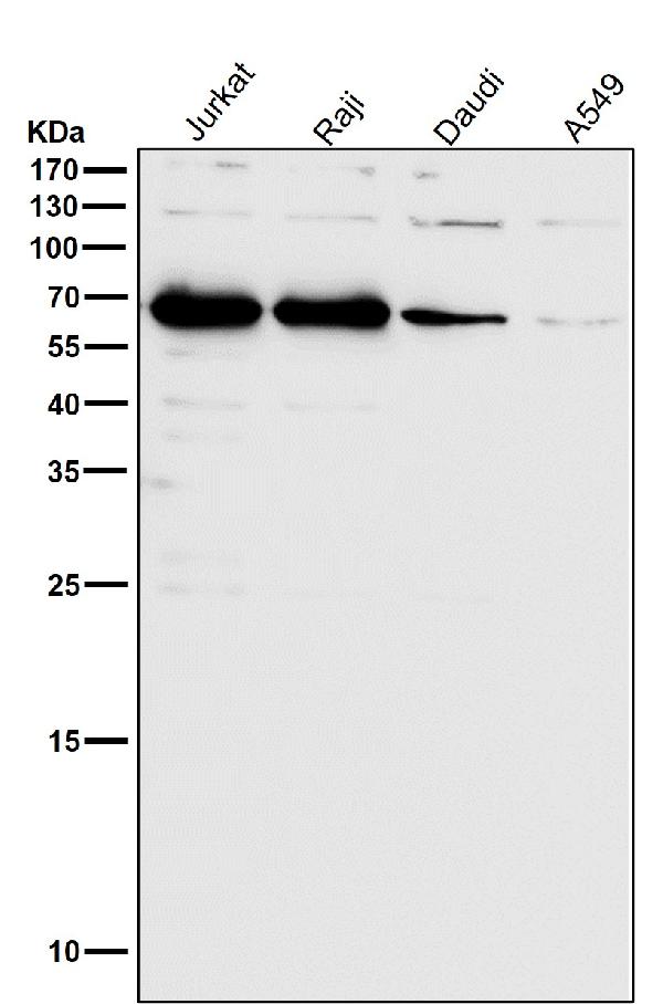 1 - Anti-SHP1 PTPN6 Rabbit Monoclonal Antibody ABO13362