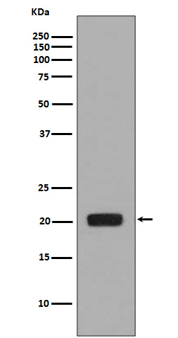 1 - Anti-MCSF Rabbit Monoclonal Antibody ABO13363