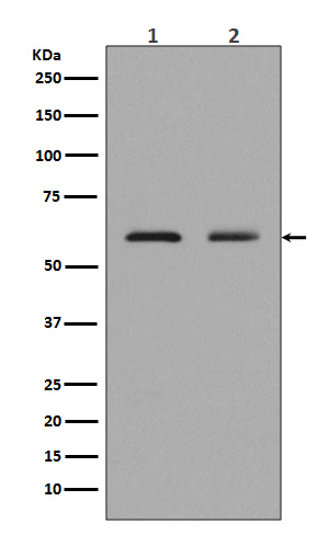 1 - Anti-ELK1 Rabbit Monoclonal Antibody ABO13364