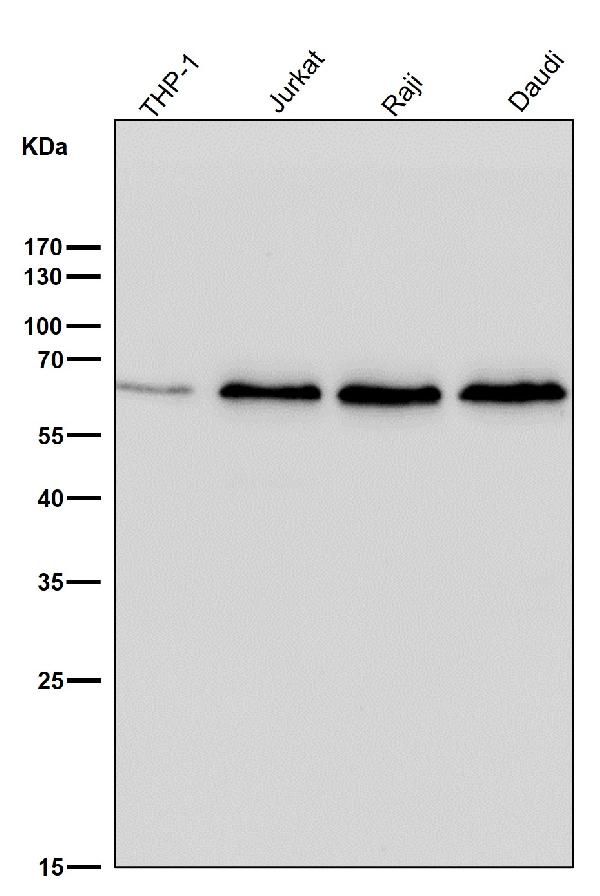 1 - Anti-ELK1 Rabbit Monoclonal Antibody ABO13364