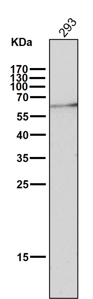 1 - Anti-ELK1 Rabbit Monoclonal Antibody ABO13364