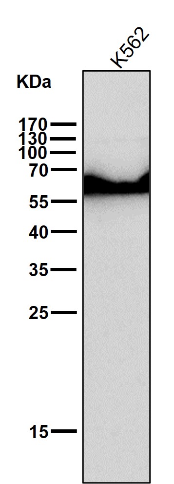 1 - Anti-ELK1 Rabbit Monoclonal Antibody ABO13364