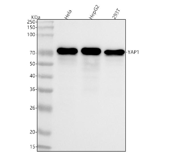 1 - Anti-YAP1/Yap Rabbit Monoclonal Antibody ABO13365