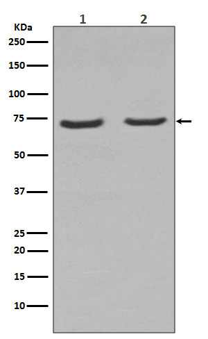 1 - Anti-NGFR/P75 Rabbit Monoclonal Antibody ABO13369