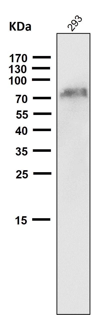 1 - Anti-NGFR/P75 Rabbit Monoclonal Antibody ABO13369
