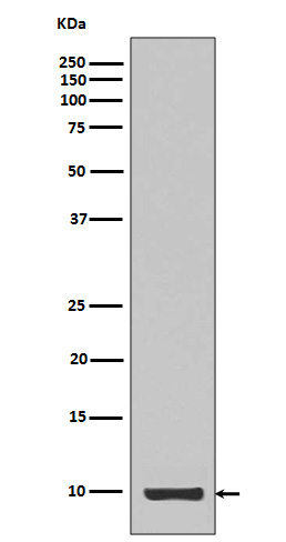 1 - Anti-IGF1/Igf I Rabbit Monoclonal Antibody ABO13370