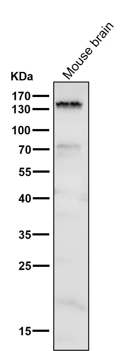1 - Anti-Brd4 Rabbit Monoclonal Antibody ABO13371