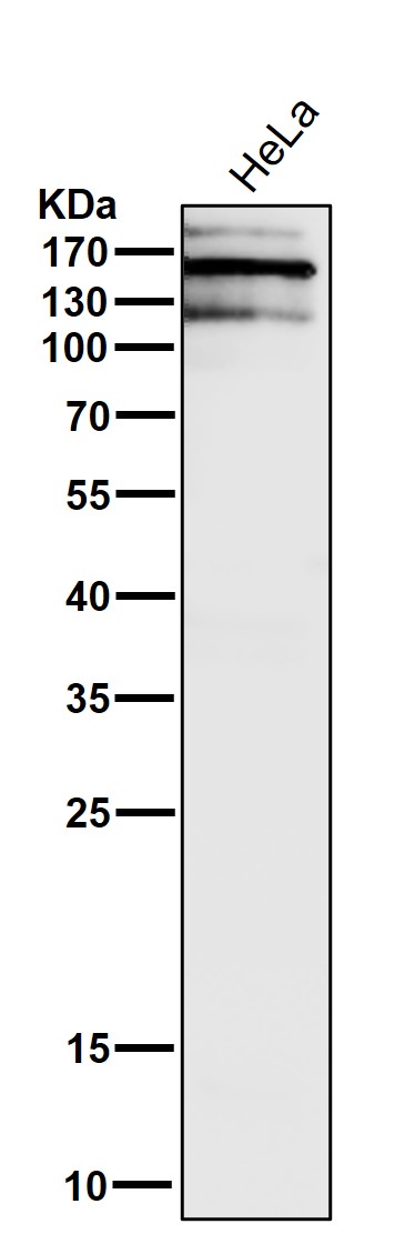 1 - Anti-Brd4 Rabbit Monoclonal Antibody ABO13371