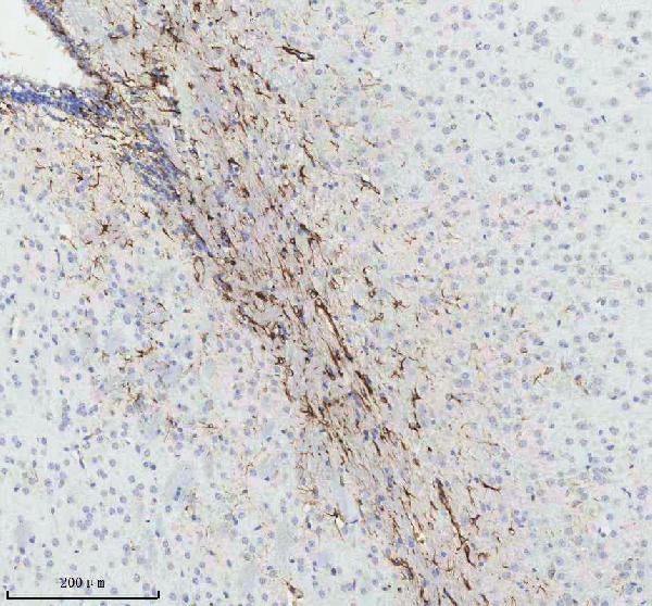 2 - Anti-GFAP Rabbit Monoclonal Antibody ABO13372