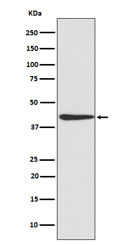 1 - Anti-CREB CREB1 Rabbit Monoclonal Antibody ABO13373
