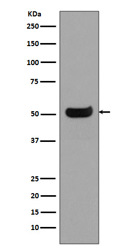 1 - Anti-IgG4 IGHG4 Rabbit Monoclonal Antibody ABO13374