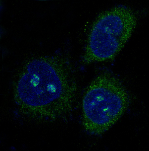 3 - Anti-PUMA BBC3 Rabbit Monoclonal Antibody ABO13376