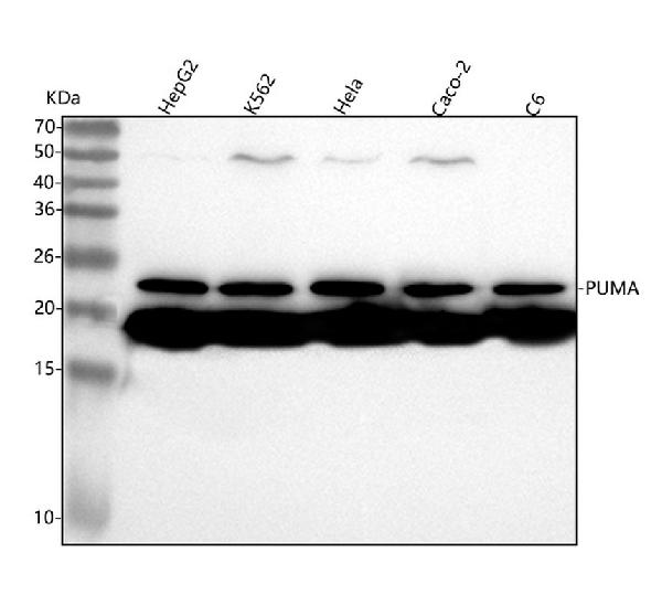 1 - Anti-PUMA BBC3 Rabbit Monoclonal Antibody ABO13376