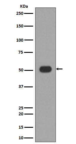1 - Anti-MLKL Rabbit Monoclonal Antibody ABO13377