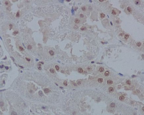 2 - Anti-IRF1 Rabbit Monoclonal Antibody ABO13378