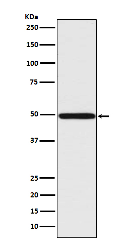 1 - Anti-IRF1 Rabbit Monoclonal Antibody ABO13378