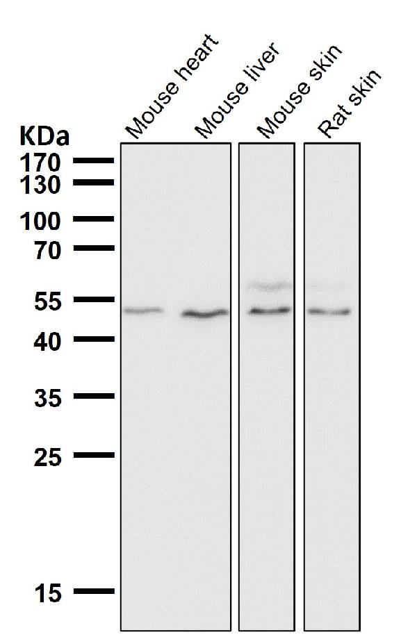 1 - Anti-IRF1 Rabbit Monoclonal Antibody ABO13378