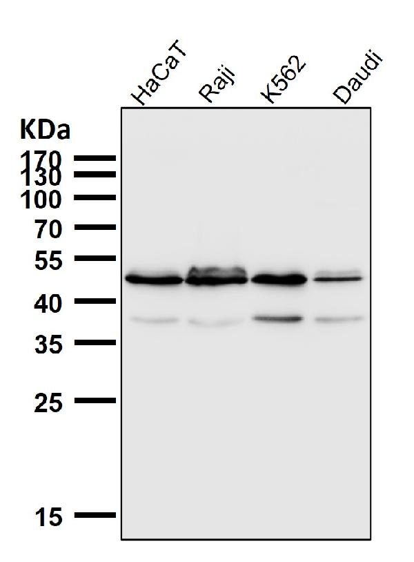 1 - Anti-IRF1 Rabbit Monoclonal Antibody ABO13378