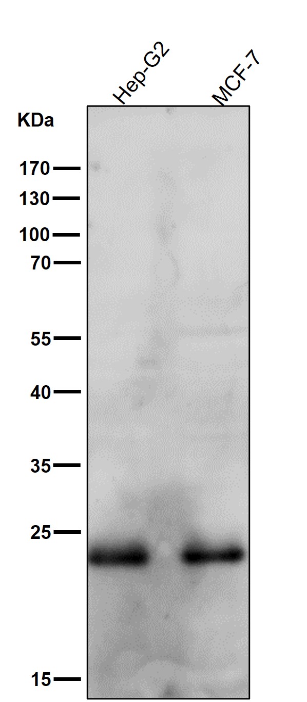 1 - Anti-Rab9 RAB9A Rabbit Monoclonal Antibody ABO13379
