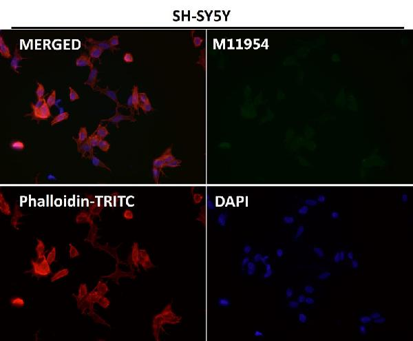 1 - Anti-NeuN RBFOX3 Rabbit Monoclonal Antibody ABO13380