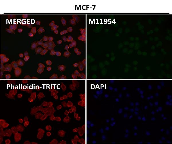 1 - Anti-NeuN RBFOX3 Rabbit Monoclonal Antibody ABO13380
