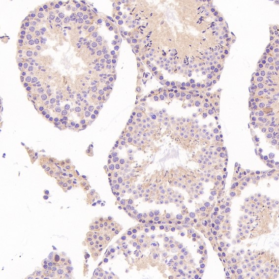2 - Anti-NeuN RBFOX3 Rabbit Monoclonal Antibody ABO13380