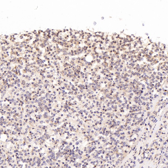2 - Anti-NeuN RBFOX3 Rabbit Monoclonal Antibody ABO13380