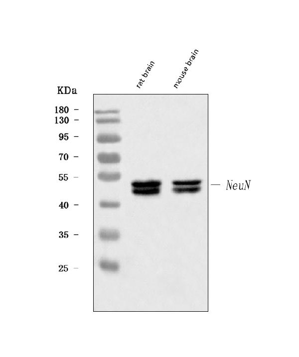 1 - Anti-NeuN RBFOX3 Rabbit Monoclonal Antibody ABO13380