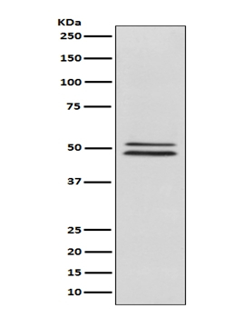 1 - Anti-NeuN RBFOX3 Rabbit Monoclonal Antibody ABO13380