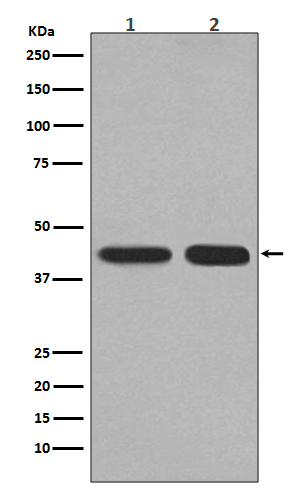 1 - Anti-PGK1 Rabbit Monoclonal Antibody ABO13384