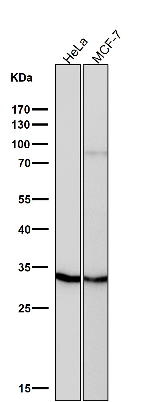1 - Anti-PIM1 Rabbit Monoclonal Antibody ABO13388