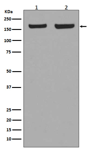 1 - Anti-EEA1 Rabbit Monoclonal Antibody ABO13391