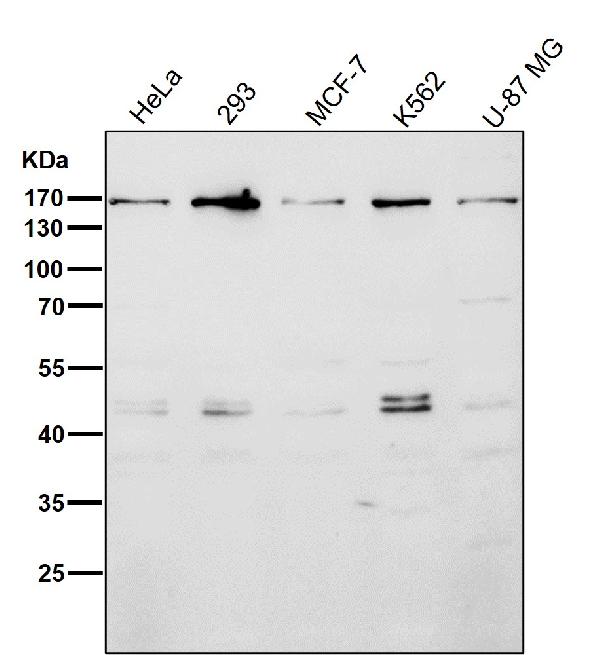 1 - Anti-EEA1 Rabbit Monoclonal Antibody ABO13391