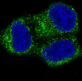 3 - Anti-COX2 PTGS2 Rabbit Monoclonal Antibody ABO13393