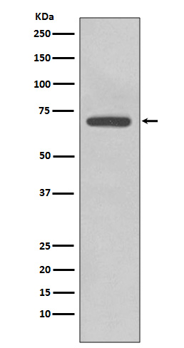 1 - Anti-COX2 PTGS2 Rabbit Monoclonal Antibody ABO13393