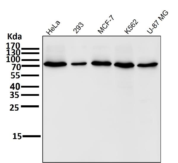 1 - Anti-COX2 PTGS2 Rabbit Monoclonal Antibody ABO13393