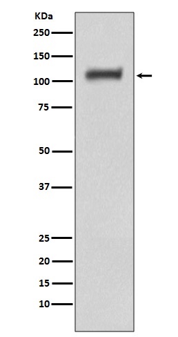 1 - Anti-Daxx Rabbit Monoclonal Antibody ABO13394