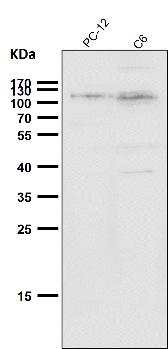 1 - Anti-Daxx Rabbit Monoclonal Antibody ABO13394