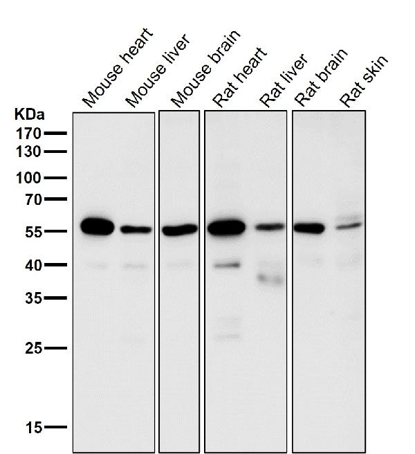 1 - Anti-SGK1/Sgk Rabbit Monoclonal Antibody ABO13398