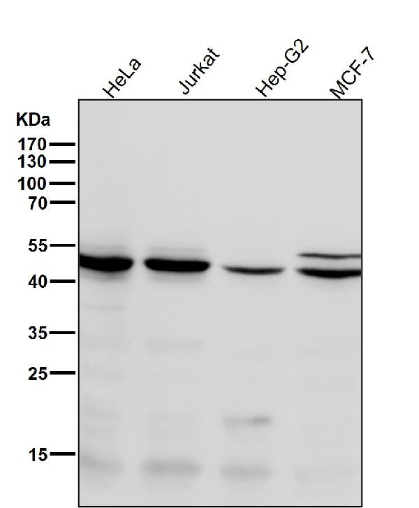1 - Anti-Chk1 CHEK1 Rabbit Monoclonal Antibody ABO13399