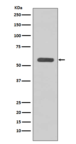 1 - Anti-STK3/Mst2 Rabbit Monoclonal Antibody ABO13400